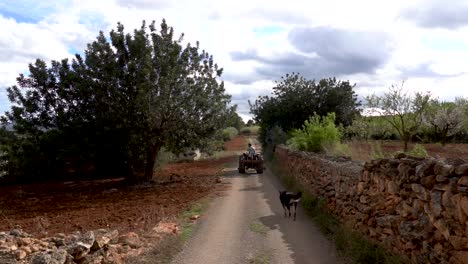 Tractor-in-slow-motion-followed-by-a-dog-on-the-road,-surrounded-by-olive-groves