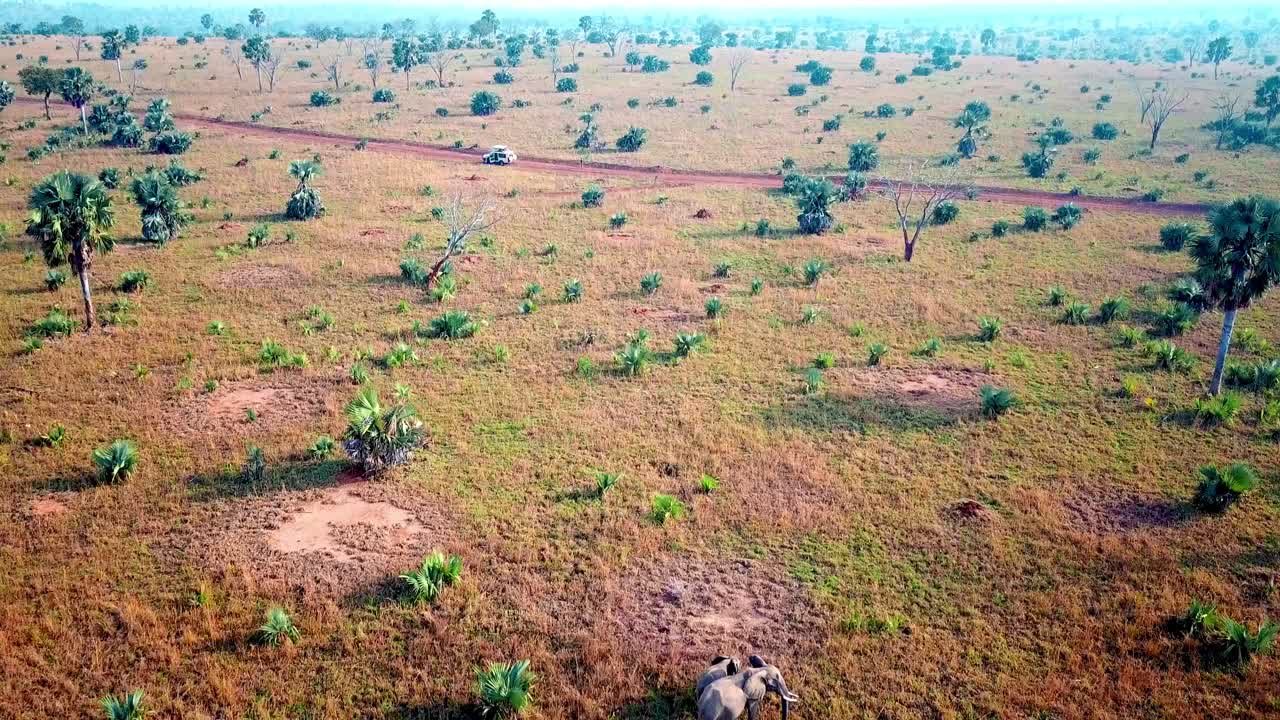 Madre e cucciolo di elefante africano che camminano su un vasto paesaggio erboso allo stato brado nel Masai Mara, Kenya, Africa orientale. - Drone inclinato verso l'alto.