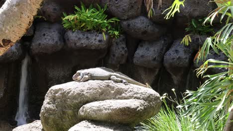 lizard resting on sunlit rocks near flowing water