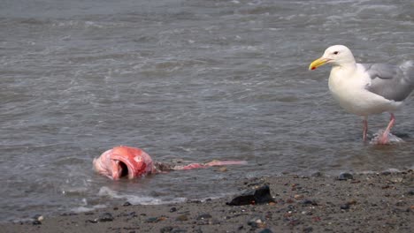 黃眼海<unk> (glaucous-winged gull) 在海浪中,去吃在阿拉斯加肯奈半島 (kenai peninsula) 的海灘上沖到岸上的黃眼魚頭