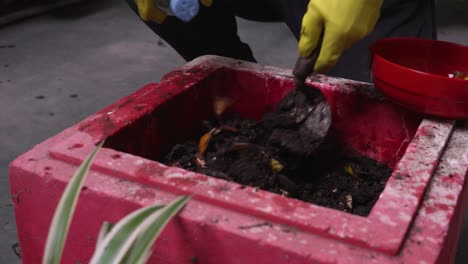 un jardinero urbano con manos de guantes amarillos procesando material orgánico en compost