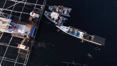 whaleshark-swimming-around-people-in-teluk-saleh-west-nusa-tenggara-indonesia