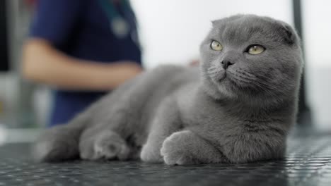 grey cat waiting for visit at veterinarian.