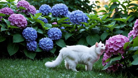 white cat in a hydrangea garden