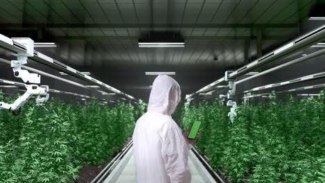 back view of marijuana researcher using green screen smartphone while standing in the marijuana greenhouse with smart robotic farmers