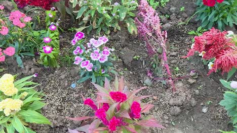 a diverse array of colorful flowers bloom vibrantly in a lush garden setting, showcasing nature's beauty.