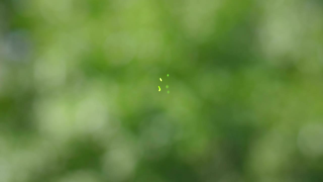 4k에서 녹색 차 잎을 폭발시니다.