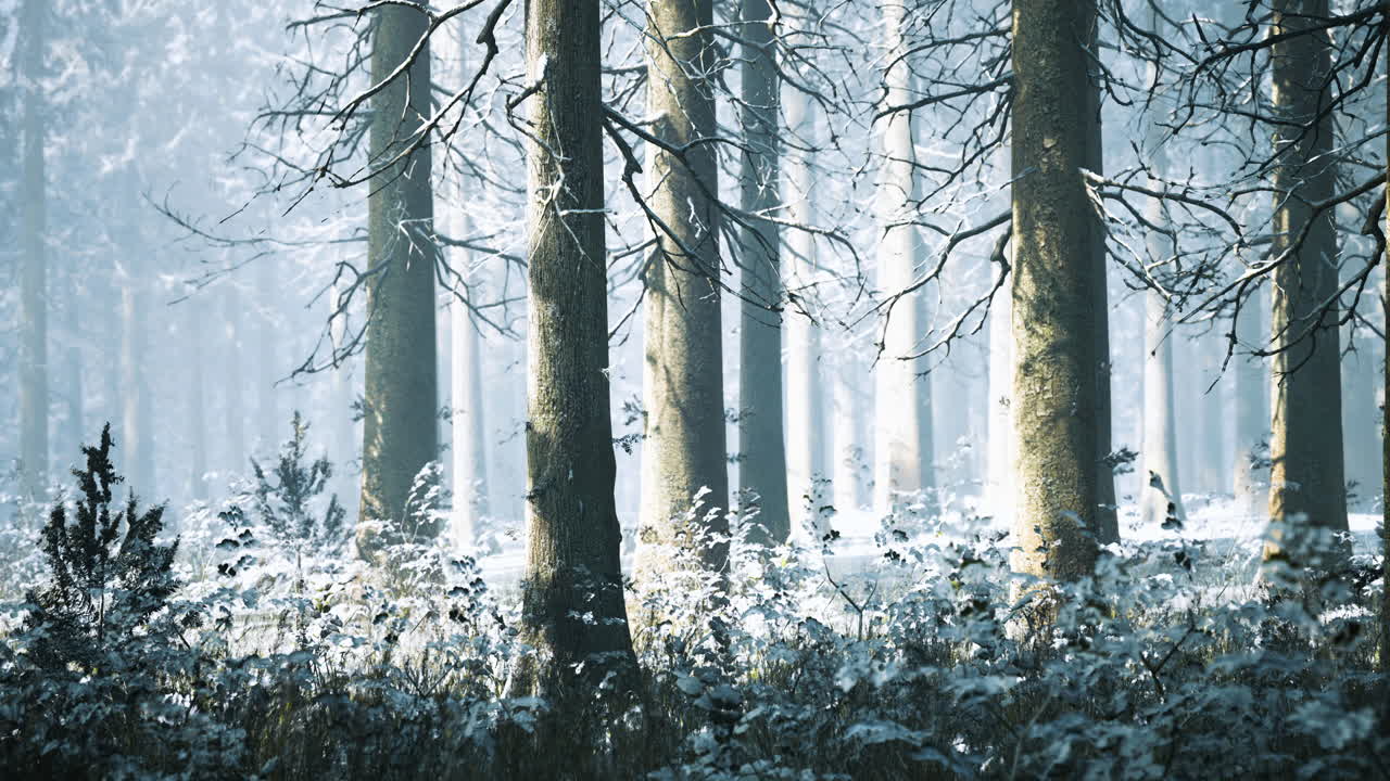 Winter beauty unfolds in a serene snowy forest under soft morning light