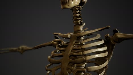 Knochen-Des-Menschlichen-Skeletts