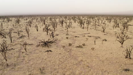 Close-up-aerial-view-of-the-Joshua-Tree-forest-burn-area,-highlighting-numerous-burnt-Joshua-trees-standing-amid-the-desert-terrain-under-a-hazy-sky