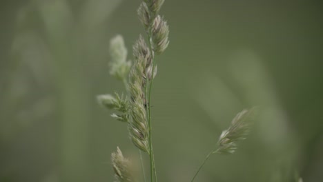 Orchard-Grass-Native-Species-in-Colorado,-Boulder-County-Grass-Species,-Close-up-of-Orchard-Grass