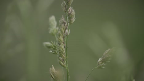 콜로라도 주 볼더 카운티에서 자생하는 과수원 풀 종, 과수원 잔디의 클로즈업