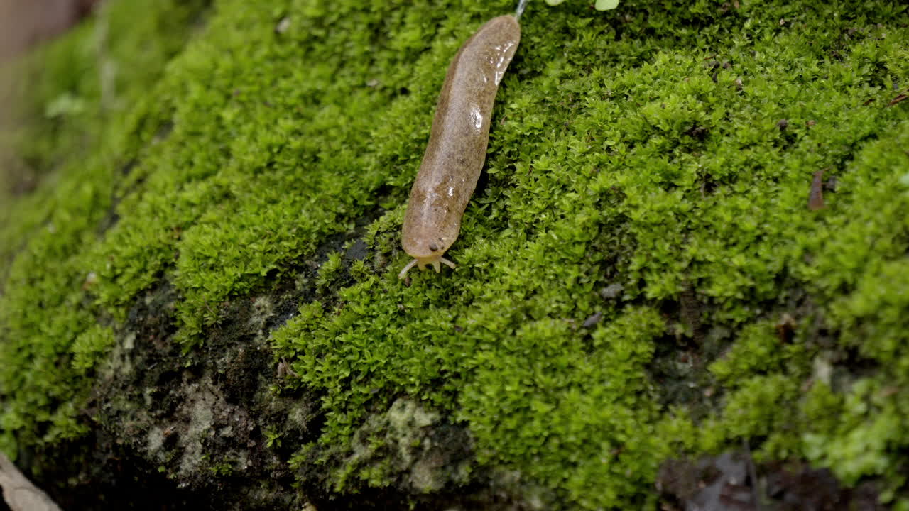 Caracol movendo-se sobre uma rocha com musgo e grama.