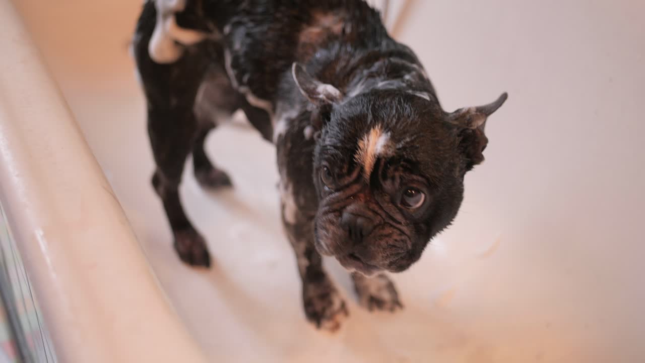 Funny French Bulldog Taking a Bath