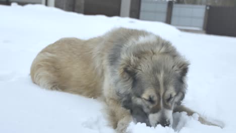 dog lies and eats snow