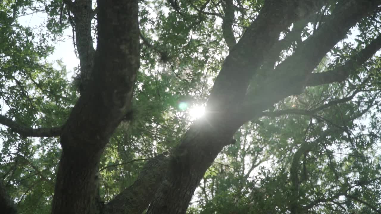 여름날 황금시간 동안 남부 참나무 사이로 빛이 새어 나온다