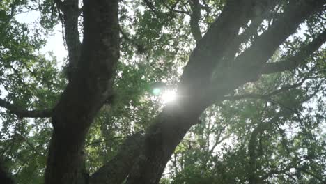 la luz se filtra a través de los robles del sur durante la hora dorada en un día de verano