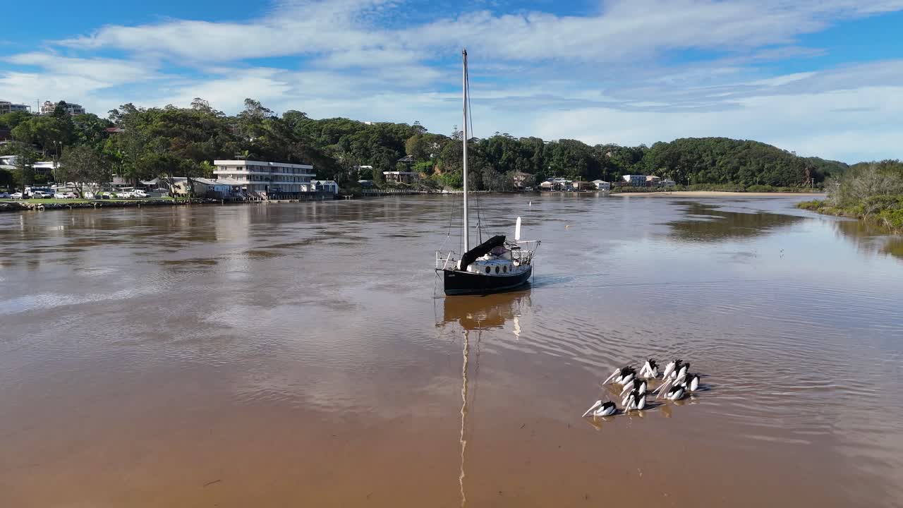 A group of Australian pelicans swims together past a stationary sailboat on a calm river under bright daylight, captured with a steady aerial camera
