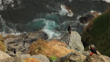 Atlantic-puffin-(Fratercula-arctica),-on-the-rock-on-the-island-of-Runde-(Norway).