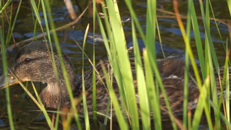 extreme close up of wild mallard diving underwater to forage for food