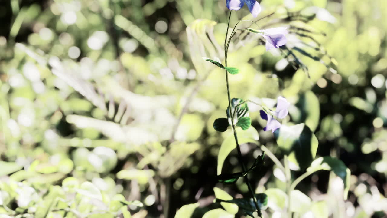 열대 숲 에 빛나는 태양