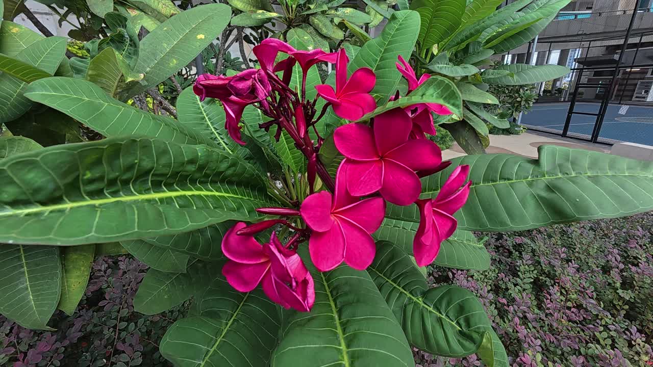 Plumeria rubra, a tropical ornamental plant, displays vibrant red, large blossoms. Perfectly suited for outdoor home gardens in warm climates.