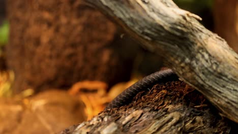 a snake slithers over a log in a zoo