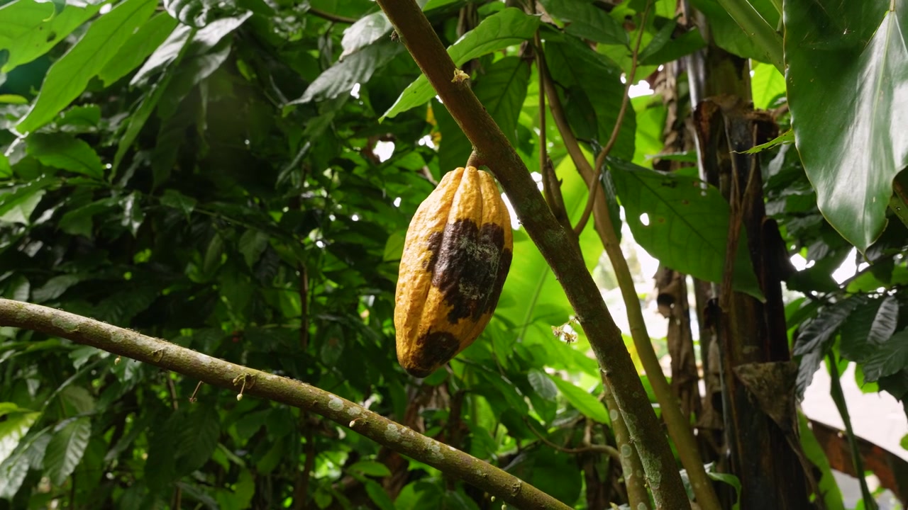 Close-up Of Yellow Cacao Pod In Tropical Garden In Bali, Indonesia - Fruit Of Theobroma Cacao Tree.