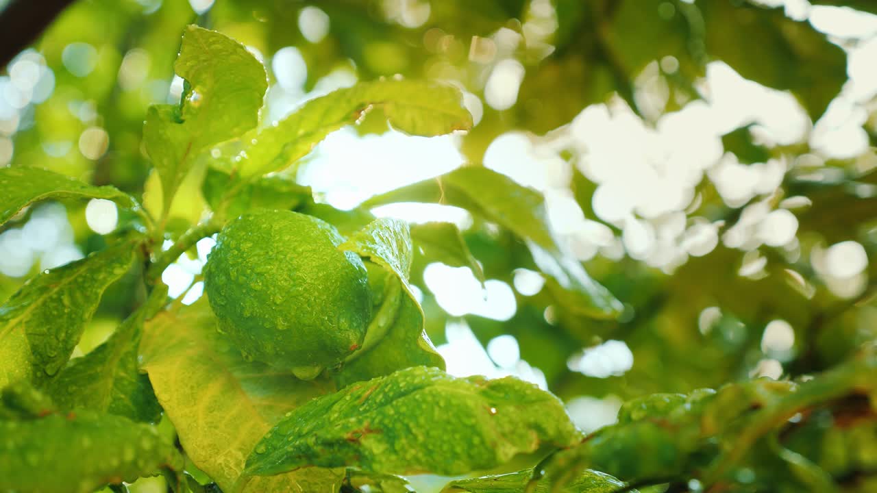 la cal madura en el árbol después de la lluvia. las gotas de agua brillan en las hojas.