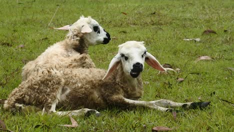 dos ovejas blancas pastando en un campo