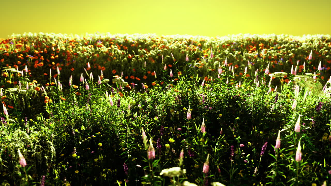 Vibrant wildflower field illuminated by soft sunlight in golden hour