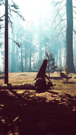 forest landscape with mist and sunlight filtering through trees