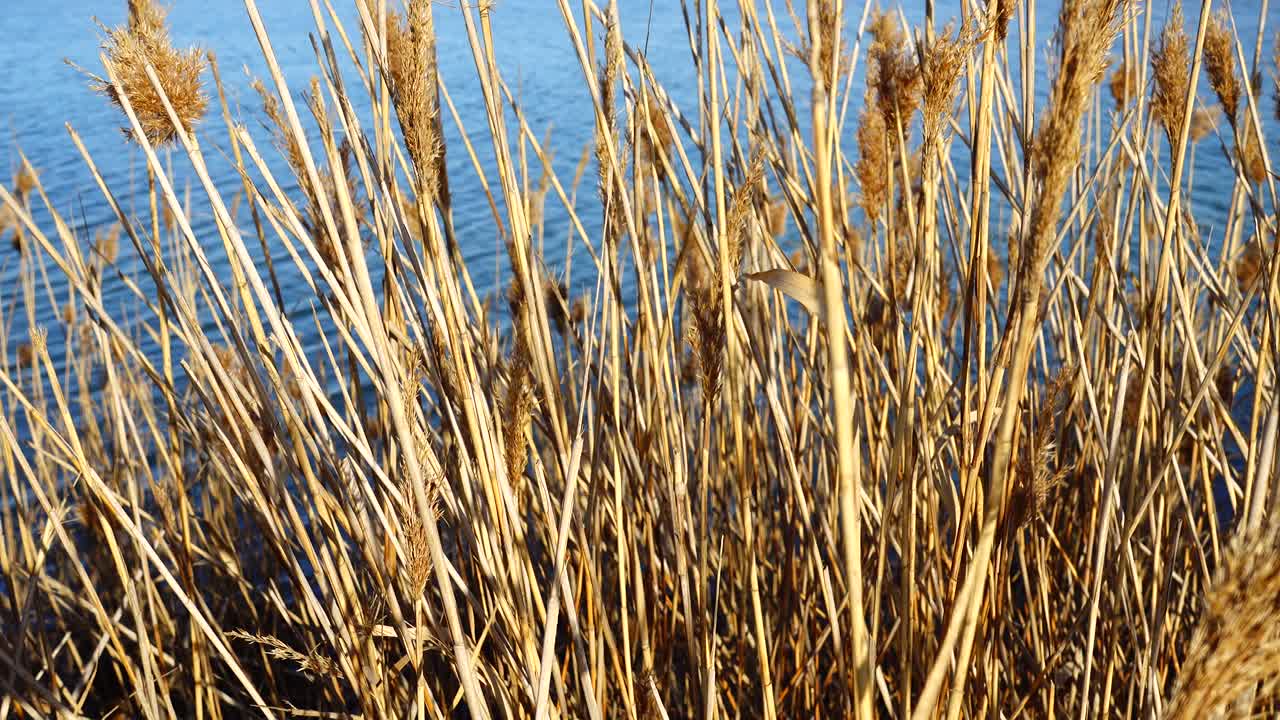 Schilf vor dem Hintergrund des Sees