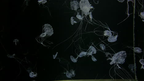 medusas - chrysaora quinquecirrha - muchas medusas blancas pequeñas con tentáculos largos