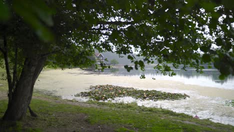 view of lake landscape and lotus flowers in slow motion.