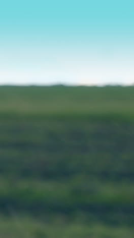 blurred field landscape