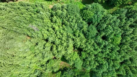 Vuelo-Lento-De-Drones-Sobre-árboles-Verdes-De-Un-Bosque-En-Verano