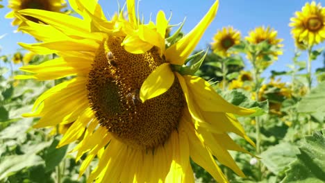 bees collecting pollen from a large sunflower on a sunny day at a plantation