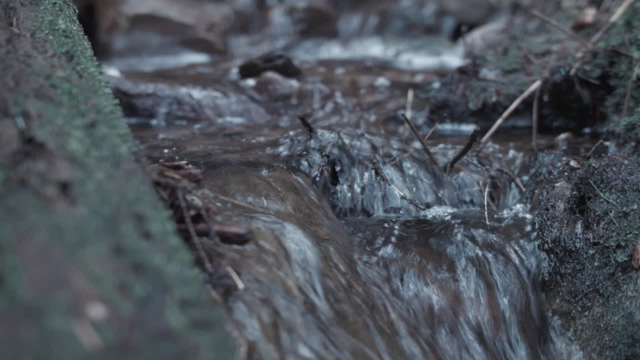 Stream flowing through forest