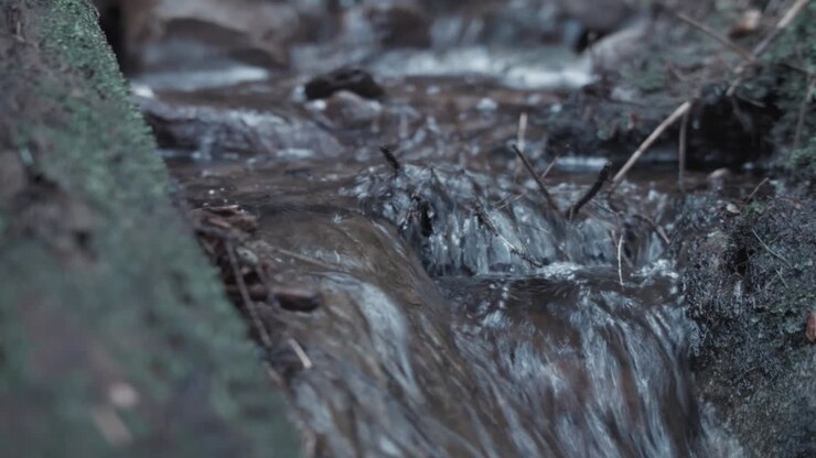 Stream flowing through forest