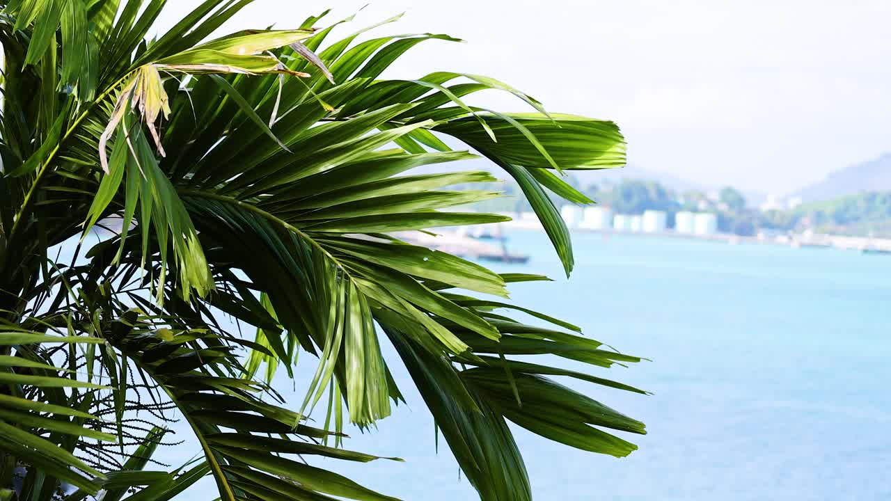 Vibrant palm leaves gently sway against a serene ocean backdrop in Phuket, Thailand, under bright daylight