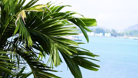 vibrant palm leaves gently sway against a serene ocean backdrop in phuket, thailand, under bright daylight