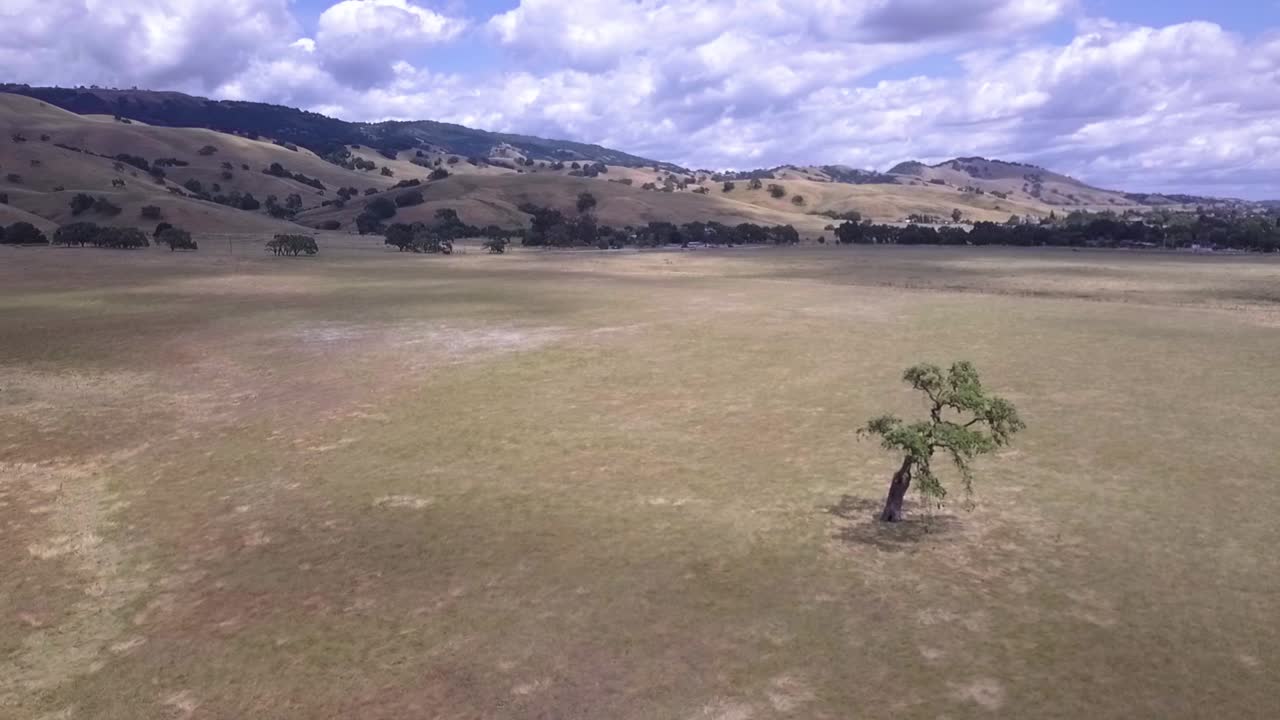toma aérea de un árbol solitario en una gran llanura, en la california dorada, temprano en la mañana, día nublado, con un árbol solitario mientras un dron vuela cerca y alrededor de él: parece áfrica