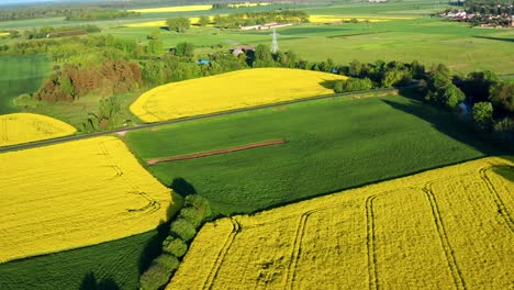 Vista-Aérea-Del-Campo-De-Colza-Amarilla-Floreciente---Hermoso-Paisaje-Al-Aire-Libre---Disparo-De-Drones