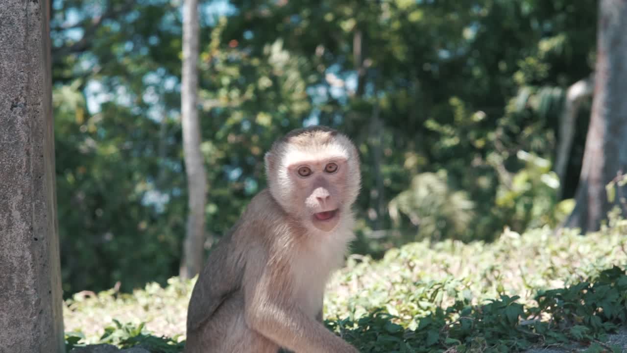 Baby and mother monkey sitting next to a road chewing food