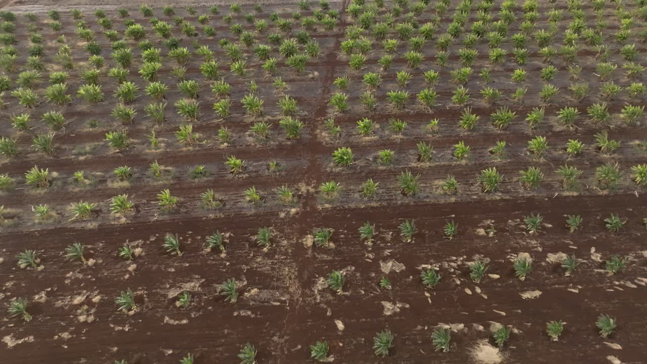 vivero de plátanos west maui, hawai, ee.uu.