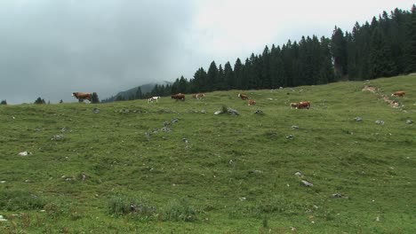 Alm-Mit-Kühen-In-Den-Bayerischen-Alpen-Bei-Sudelfeld,-Deutschland