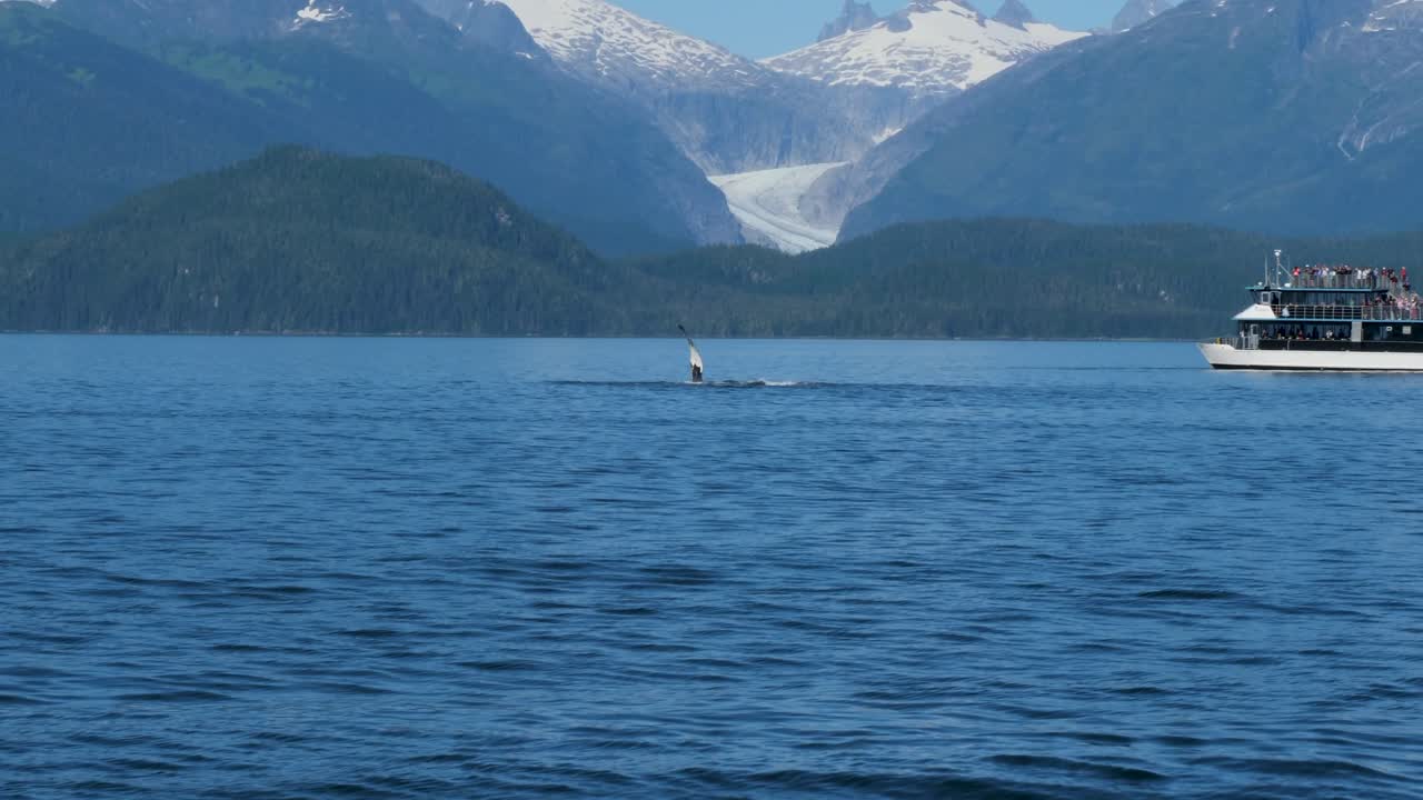 Pukkelhval svømmer på ryggen og slår vandet med lufferne, Juneau, Alaska. Mendenhall-gletsjeren og de omkringliggende bjerge i baggrunden.