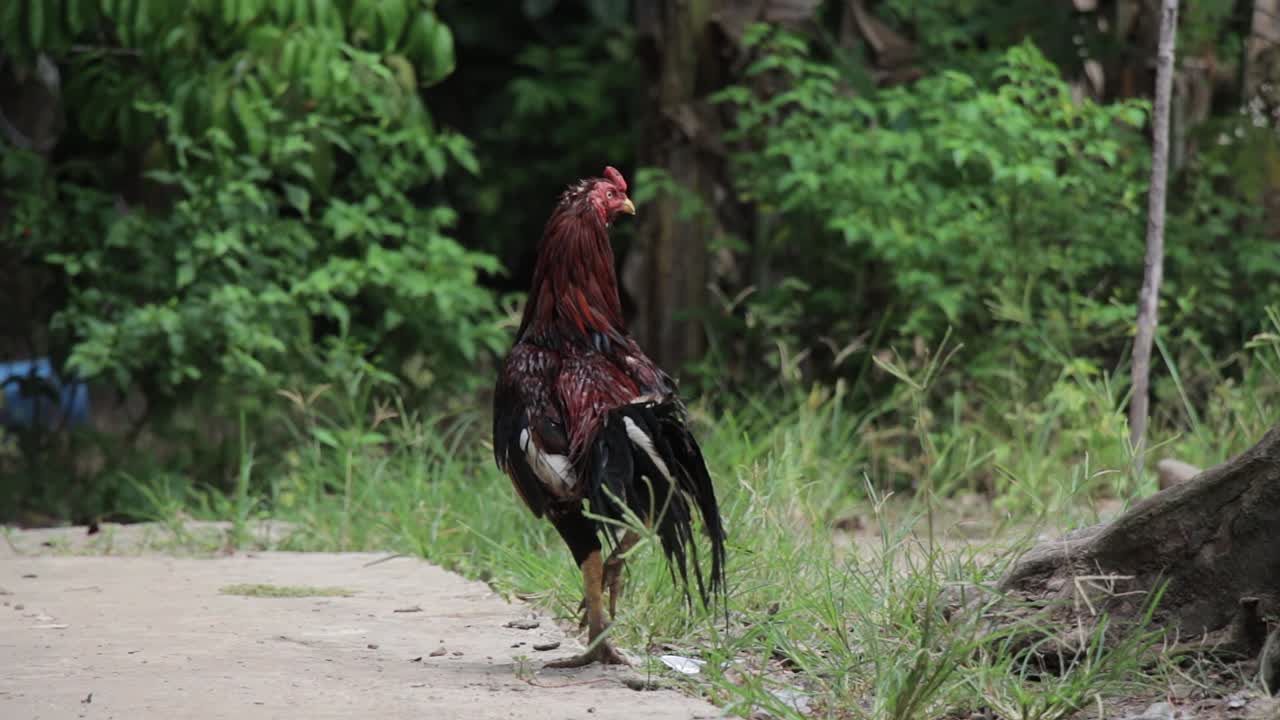 el gallo mira a su alrededor y se aleja