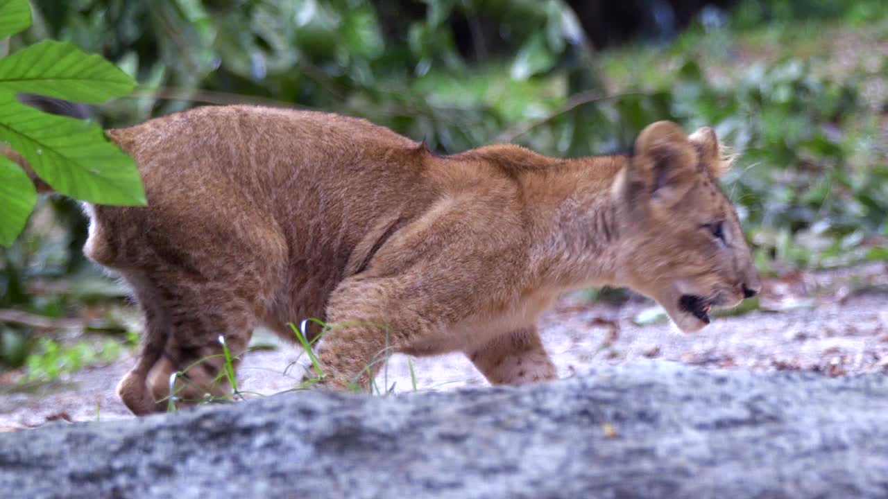 schattige leeuwenwelp die aan de grond snuffelt en wegrent